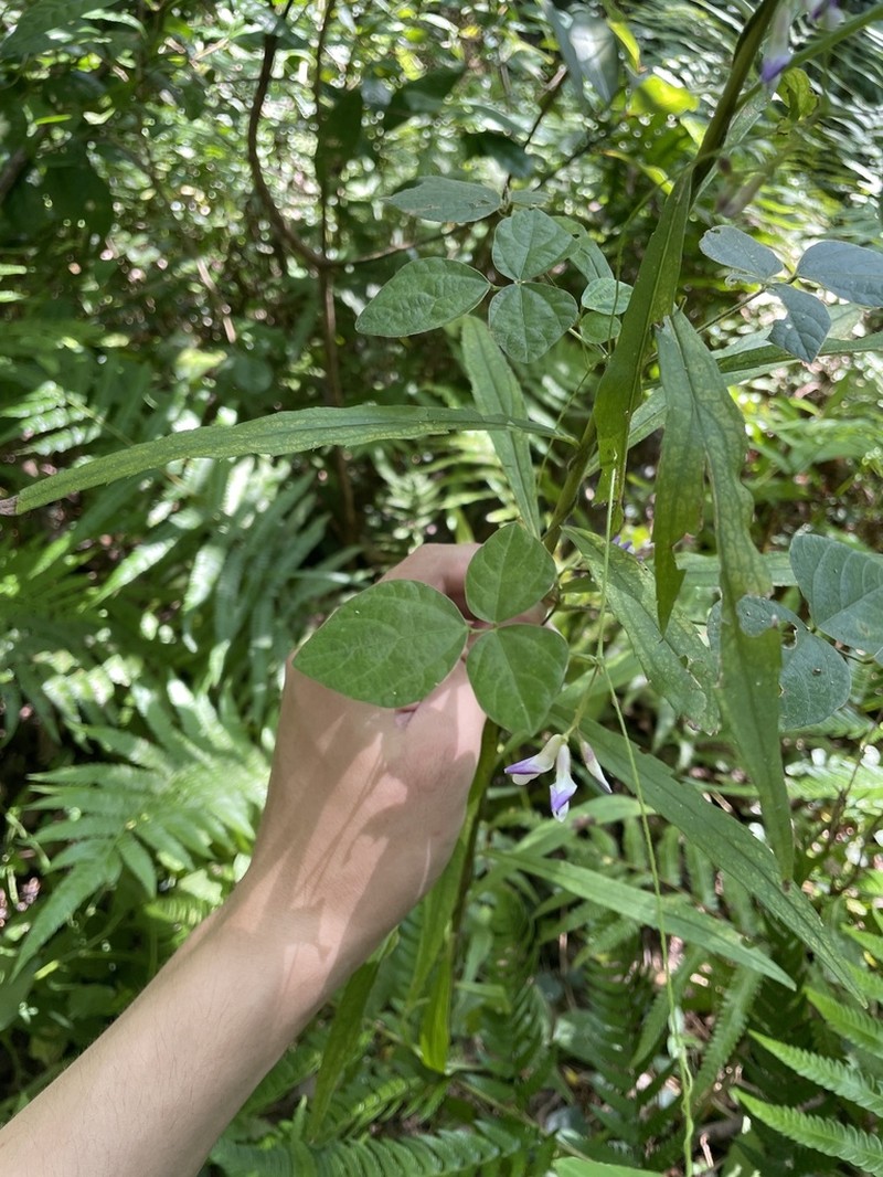Amphicarpaea edgeworthii