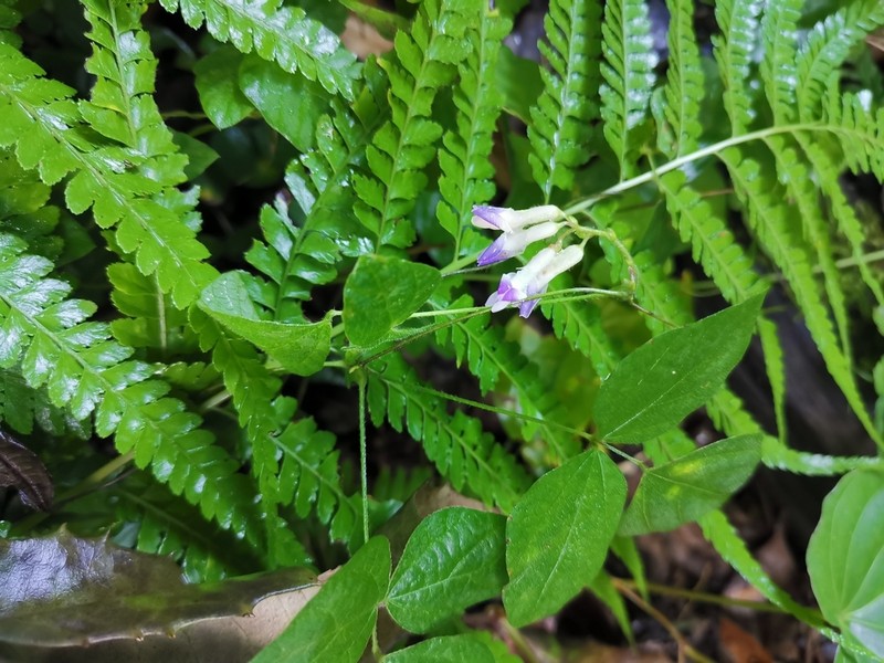 Amphicarpaea edgeworthii photo 2