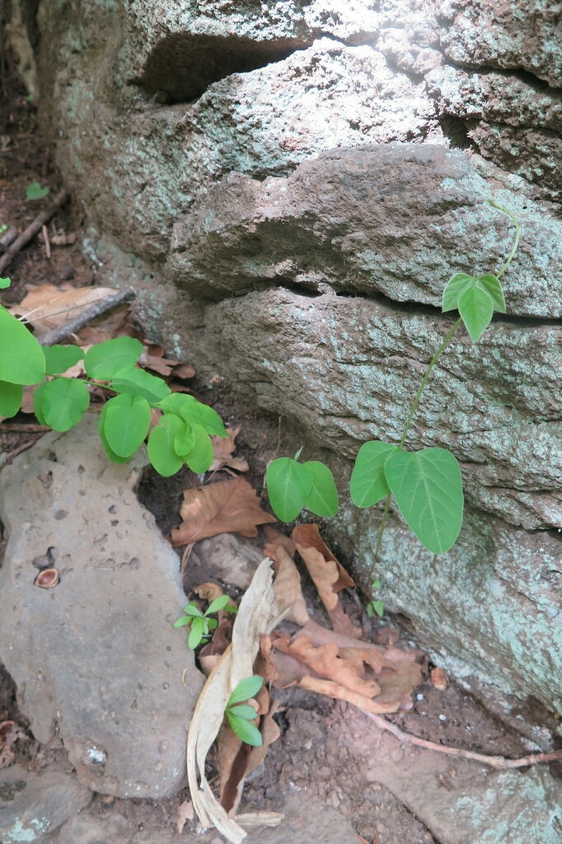 Amphicarpaea edgeworthii photo 3