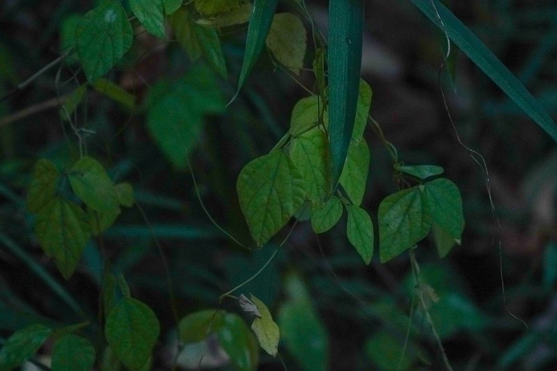 Amphicarpaea edgeworthii photo 4
