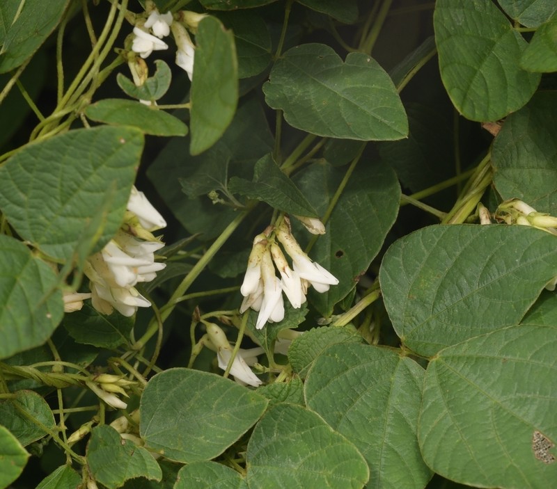 Amphicarpaea edgeworthii photo 6