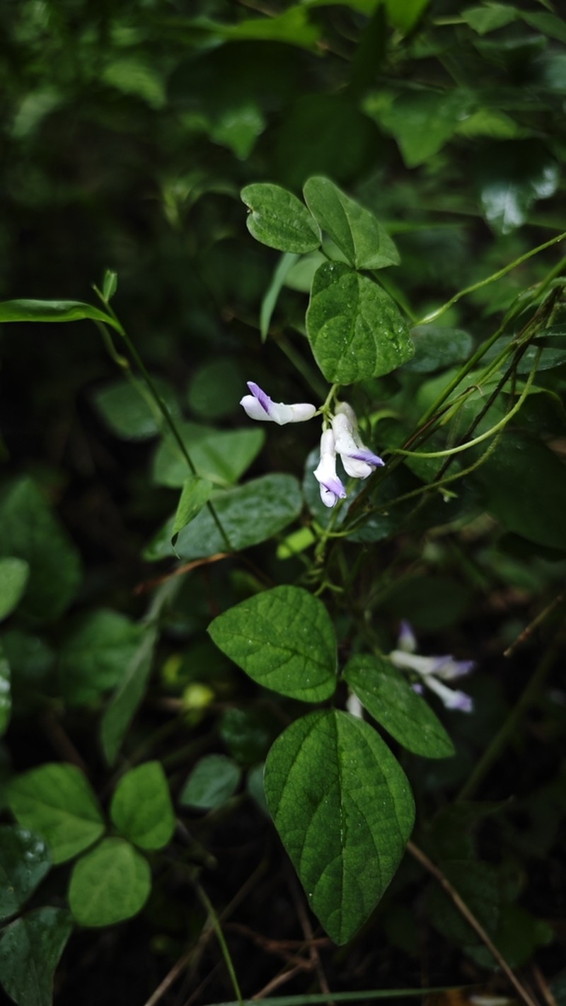 Amphicarpaea edgeworthii photo 8