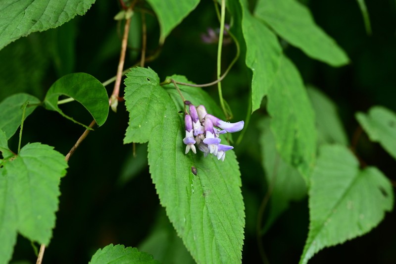 Amphicarpaea ferruginea