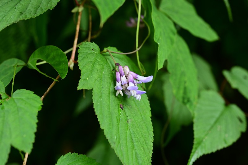 Amphicarpaea ferruginea photo 3