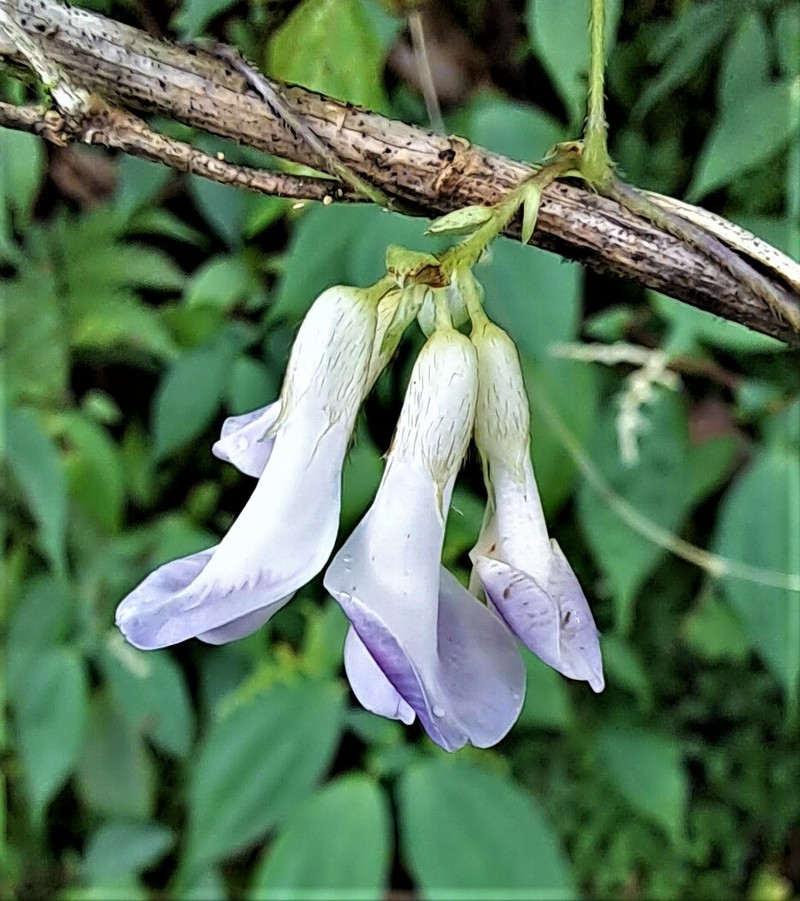 Amphicarpaea ferruginea photo 4