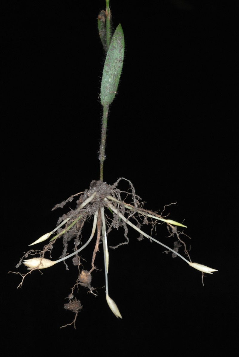 Blue Maidencane photo 3