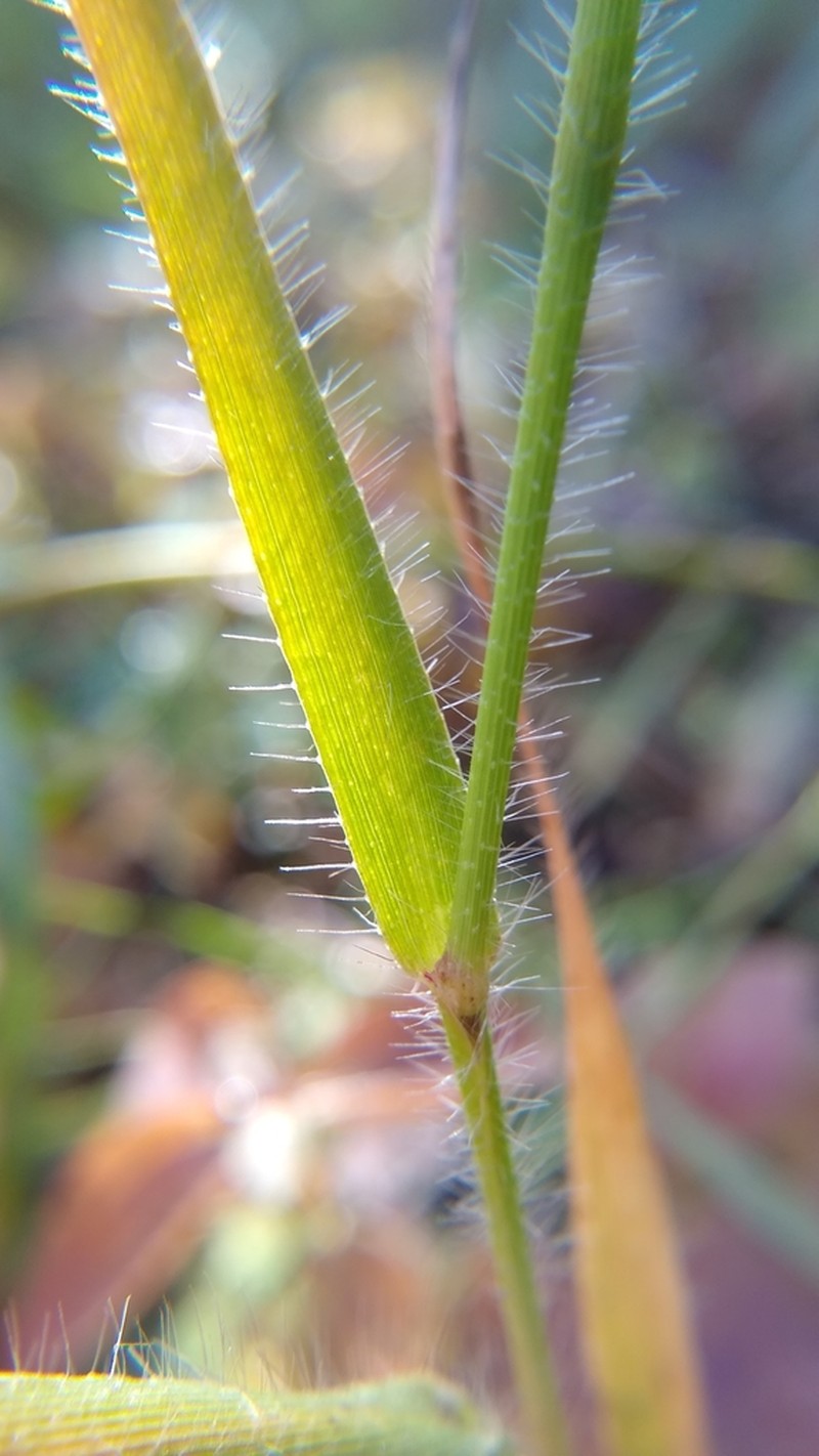 Blue Maidencane photo 4