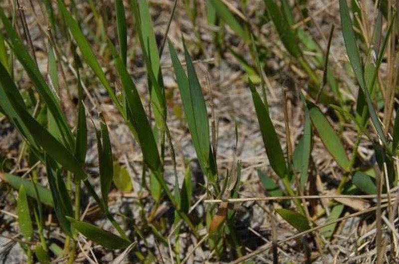 Muhlenberg Maidencane