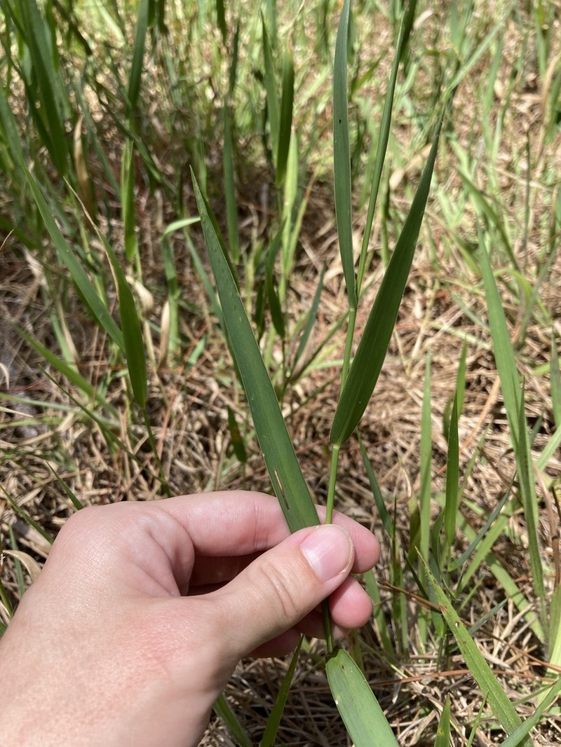 Muhlenberg Maidencane photo 2