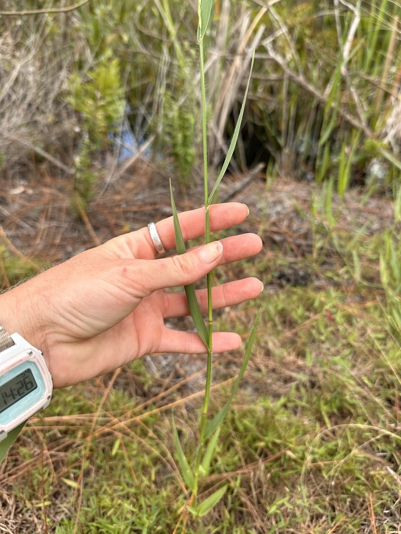 Muhlenberg Maidencane photo 3