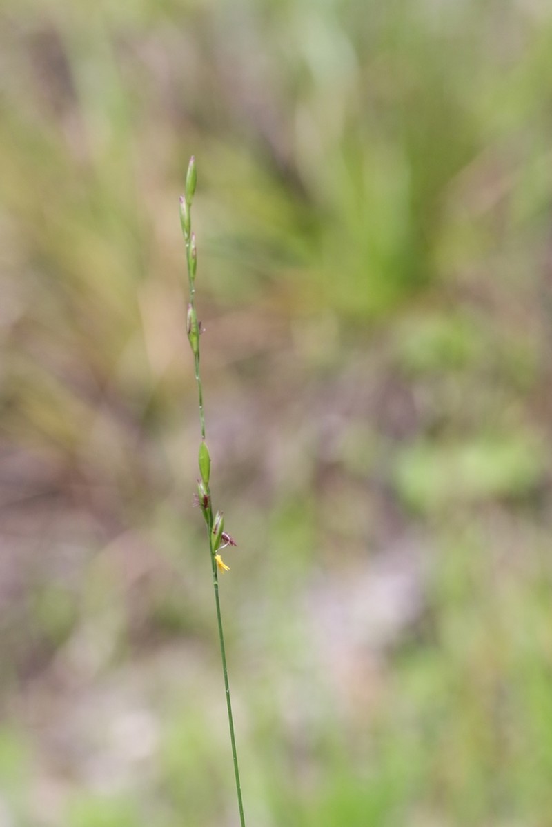 Muhlenberg Maidencane photo 4