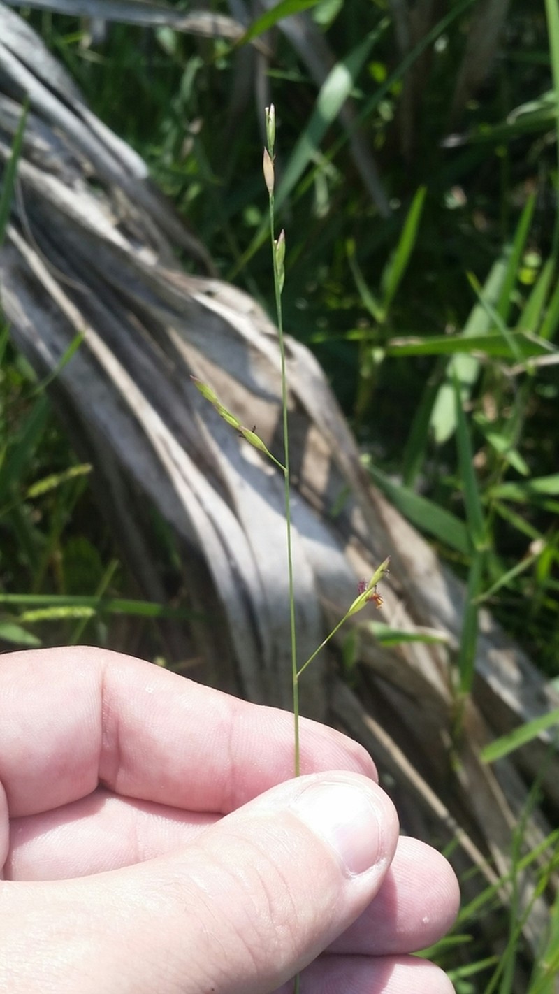 Muhlenberg Maidencane photo 6