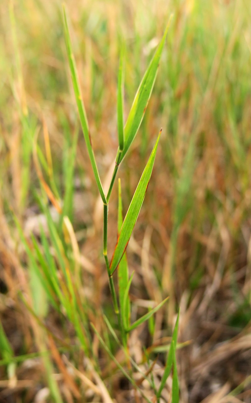 Muhlenberg Maidencane photo 7