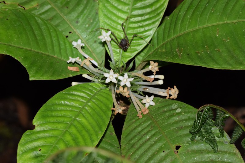 Amphidasya ambigua photo 2