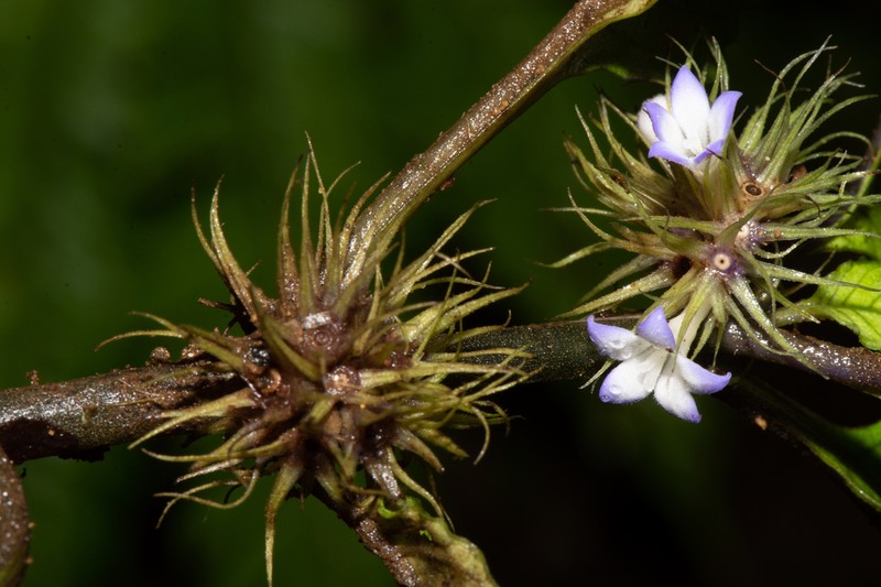 Amphidasya amethystina