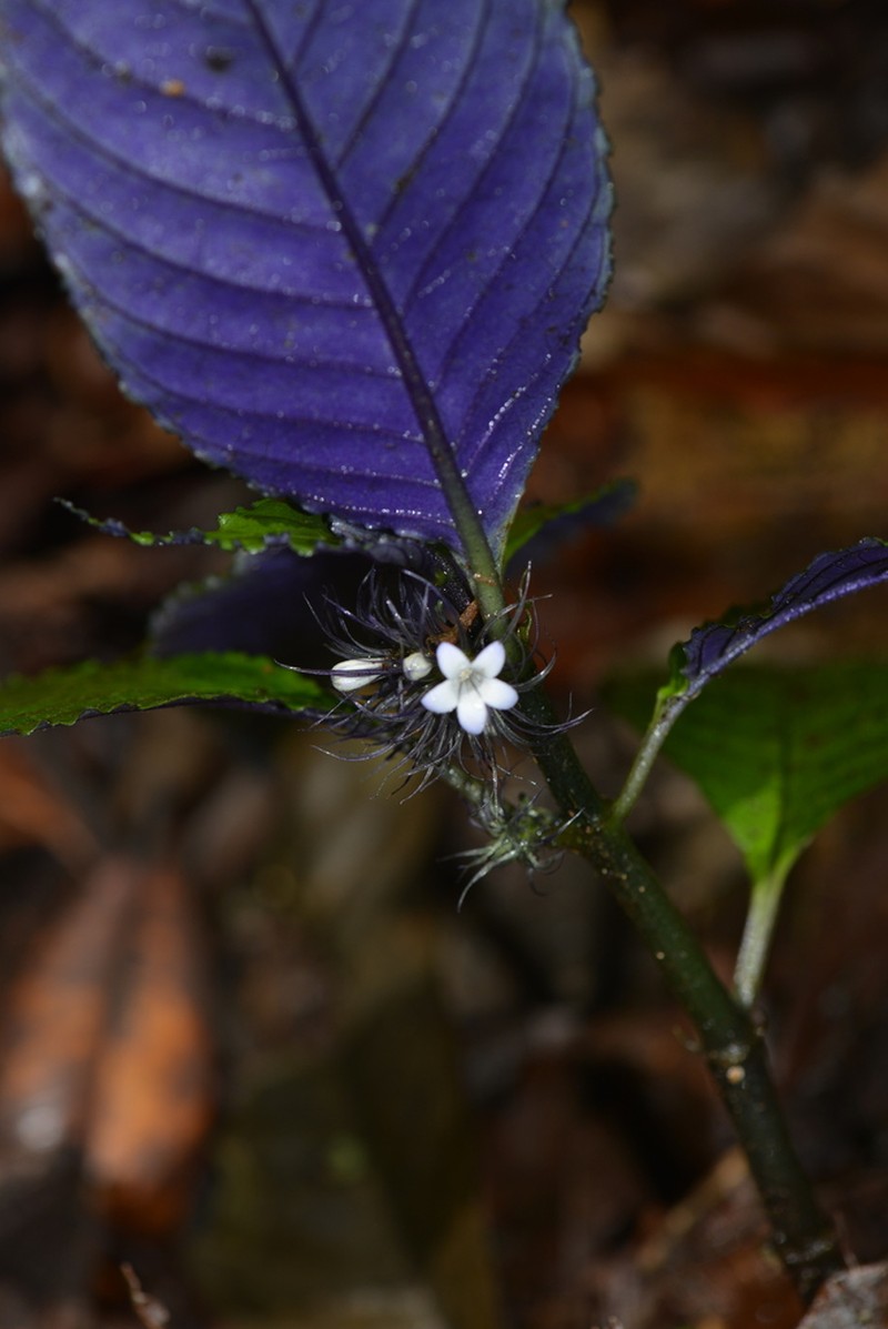 Amphidasya amethystina photo 2