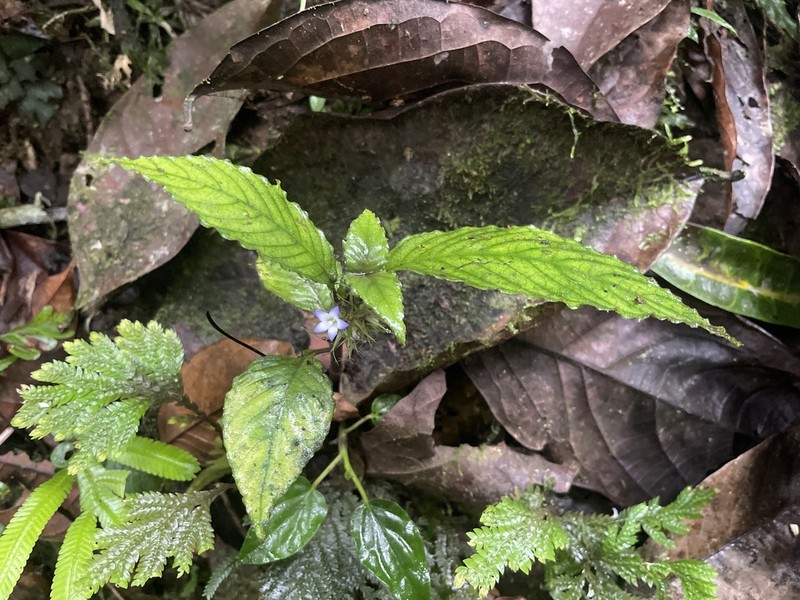 Amphidasya amethystina photo 3