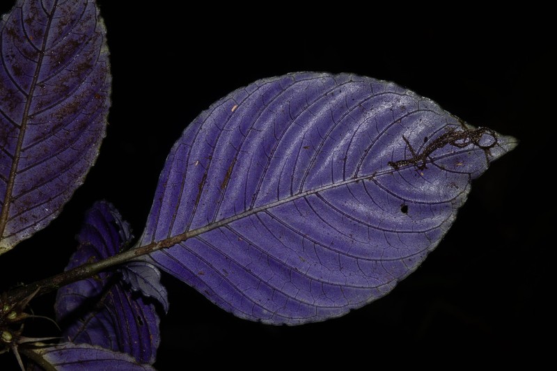 Amphidasya amethystina photo 4