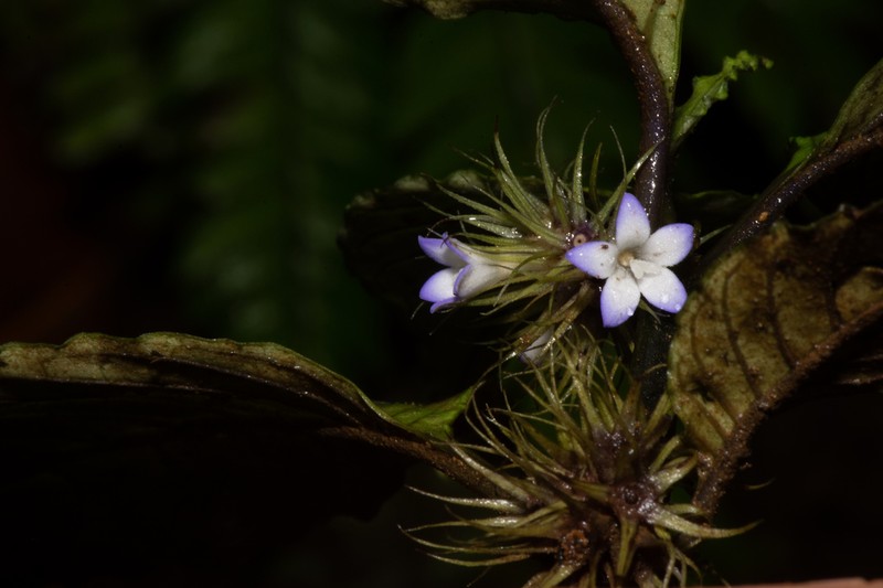 Amphidasya amethystina photo 5