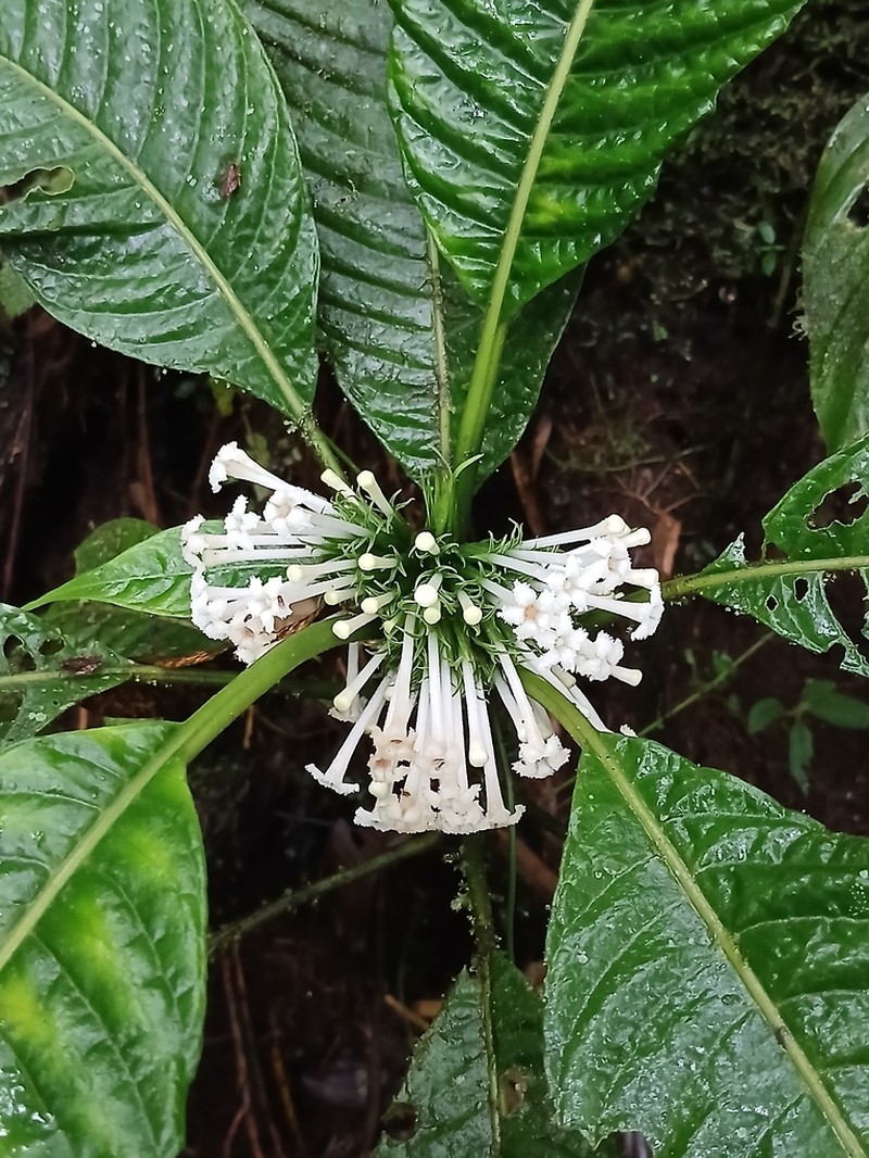 Amphidasya elegans