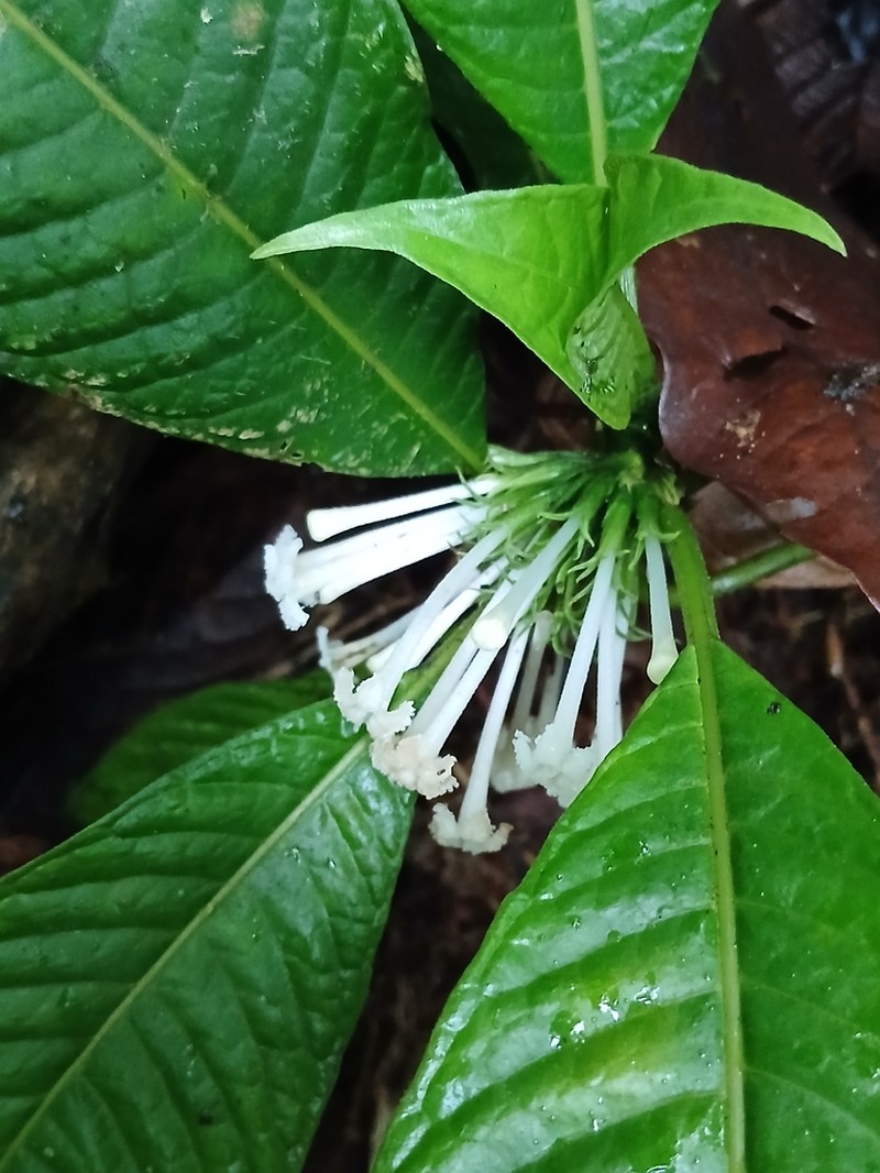 Amphidasya elegans photo 2