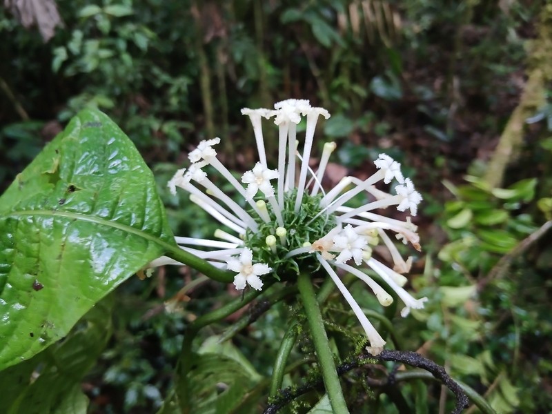 Amphidasya elegans photo 3