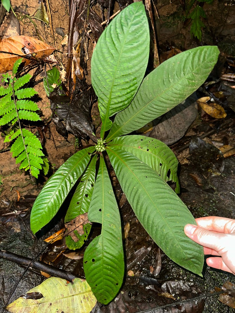 Amphidasya longicalycina