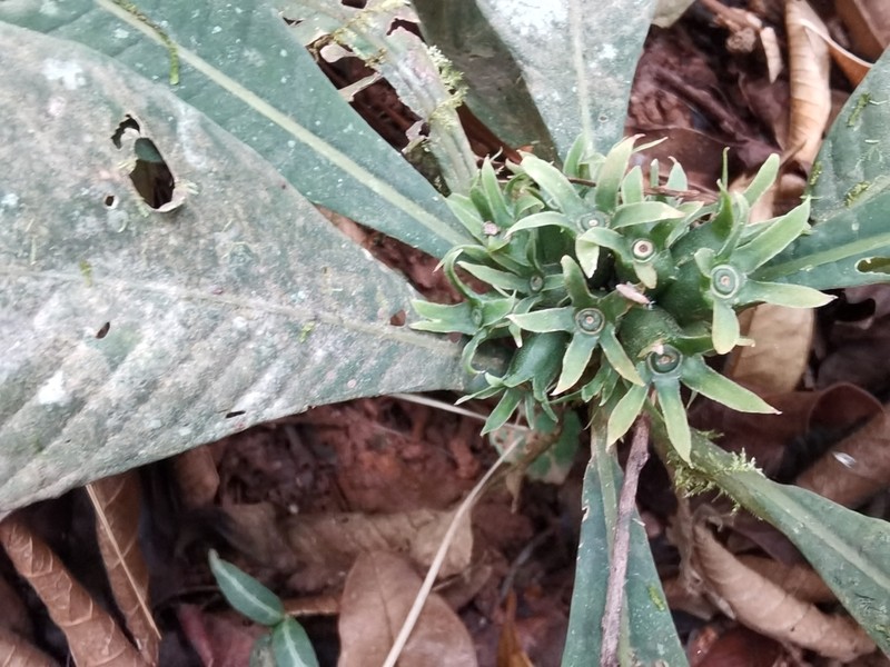 Amphidasya longicalycina photo 2