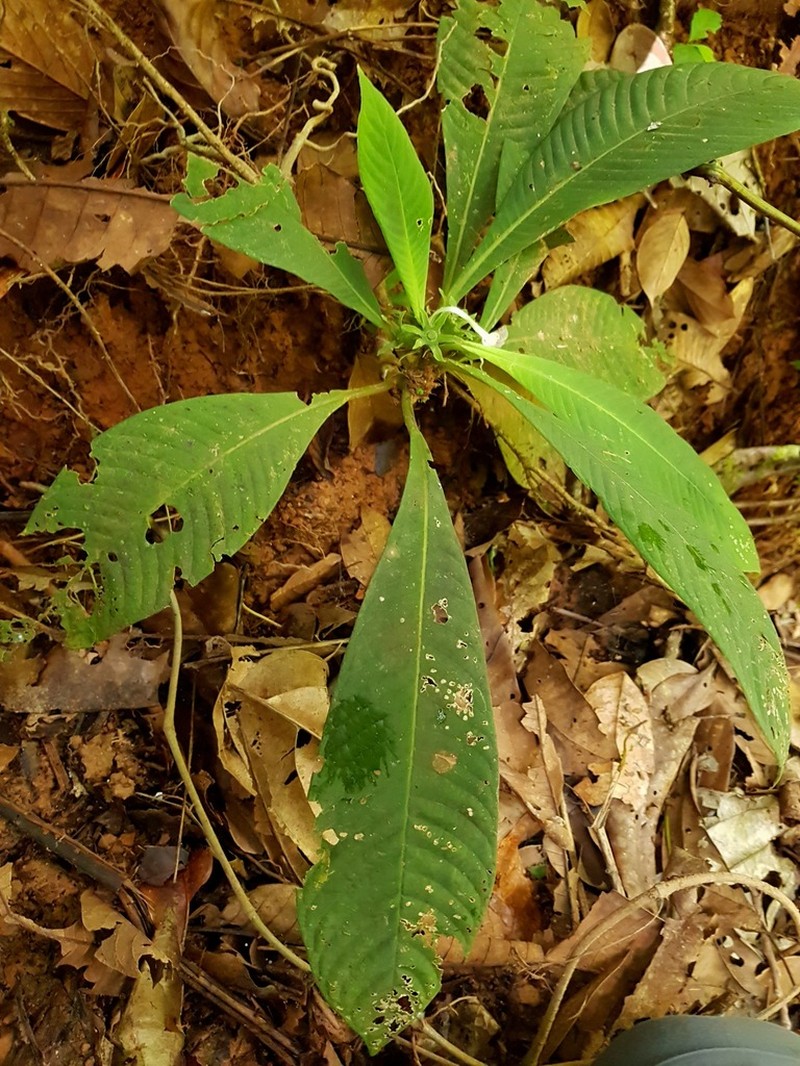 Amphidasya longicalycina photo 3