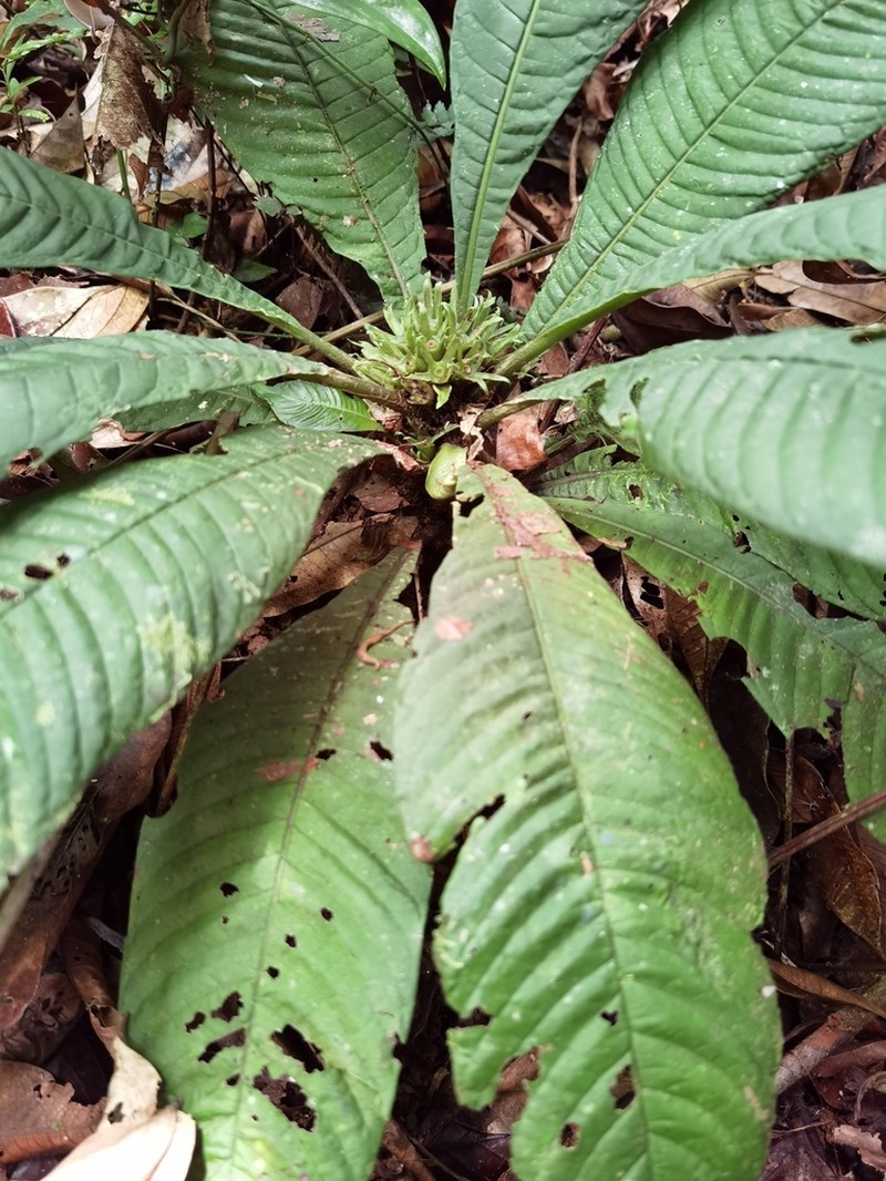 Amphidasya longicalycina photo 4