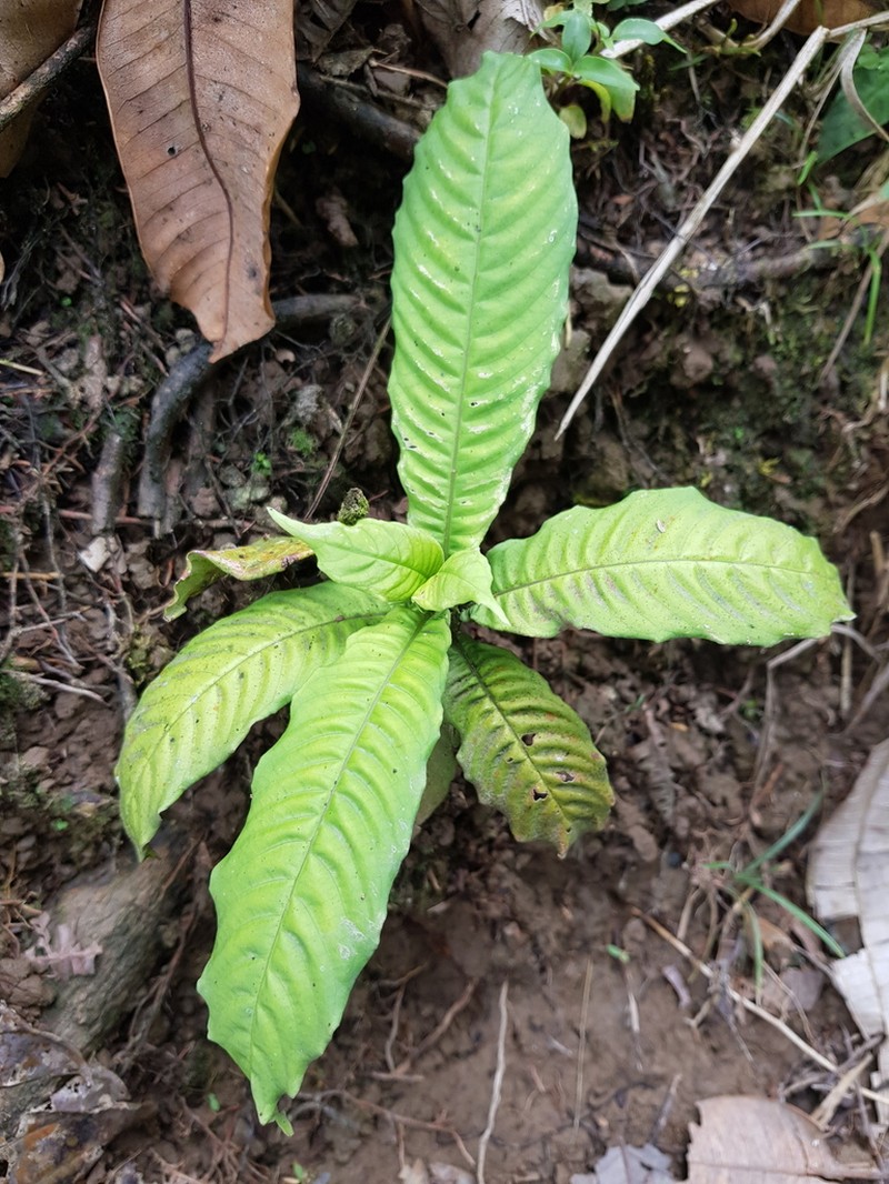 Amphidasya longicalycina photo 5