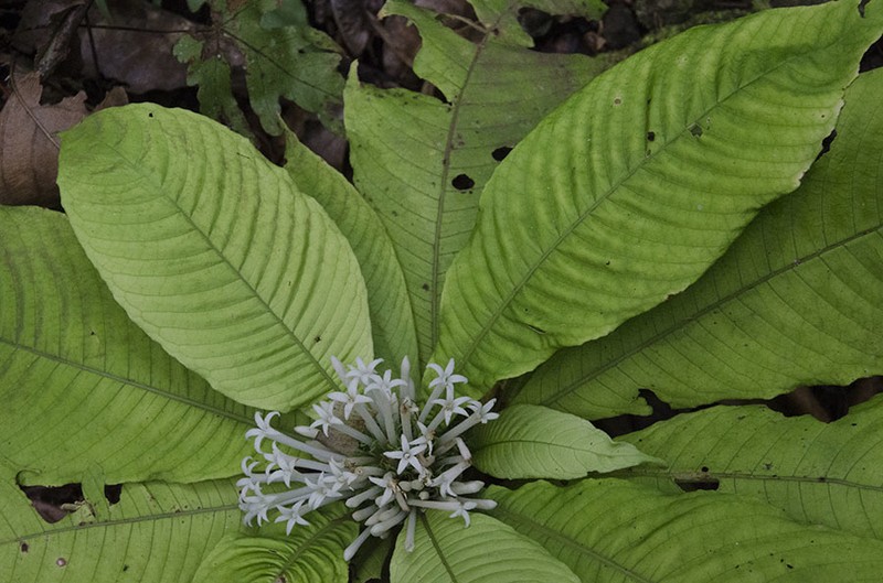 Amphidasya longicalycina photo 6