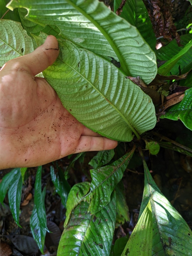 Amphidasya longicalycina photo 7