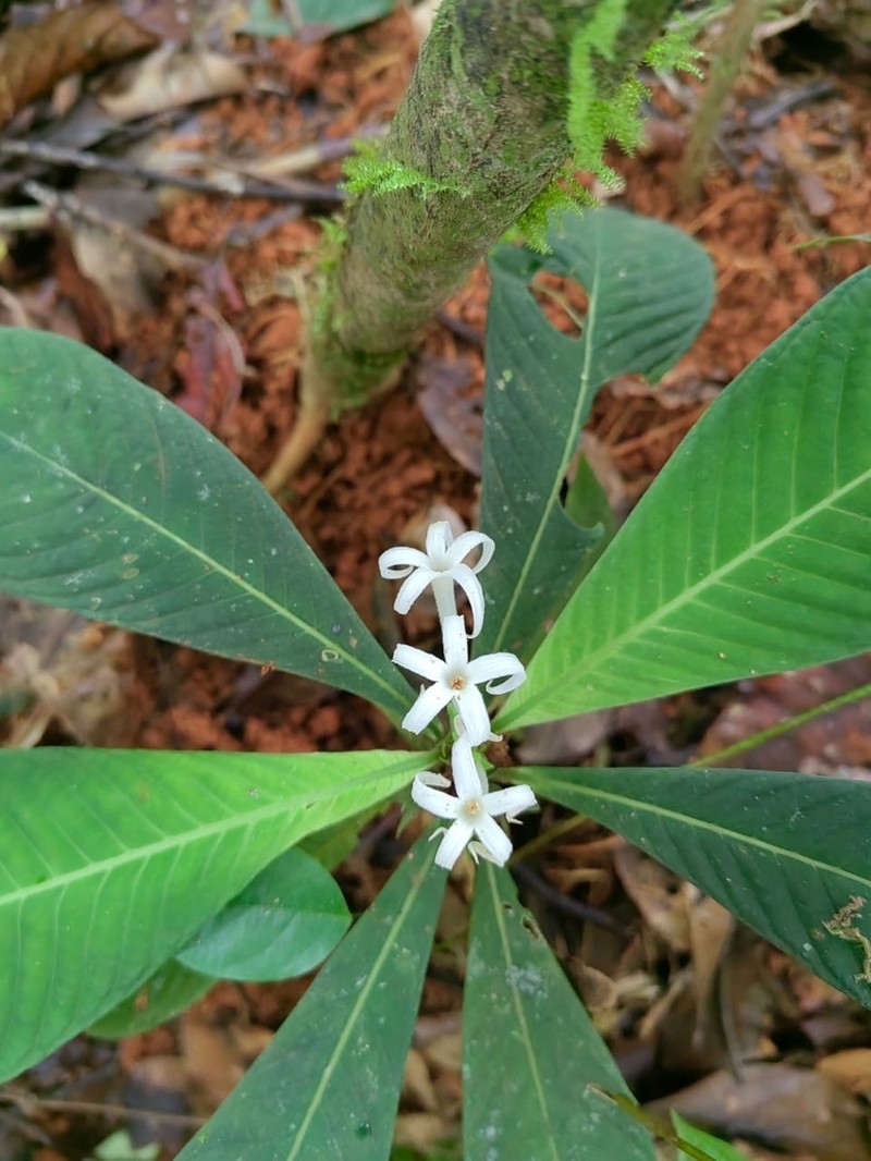 Amphidasya longicalycina photo 8