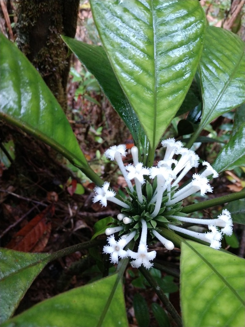 Amphidasya panamensis
