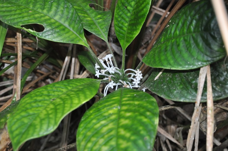 Amphidasya panamensis photo 2