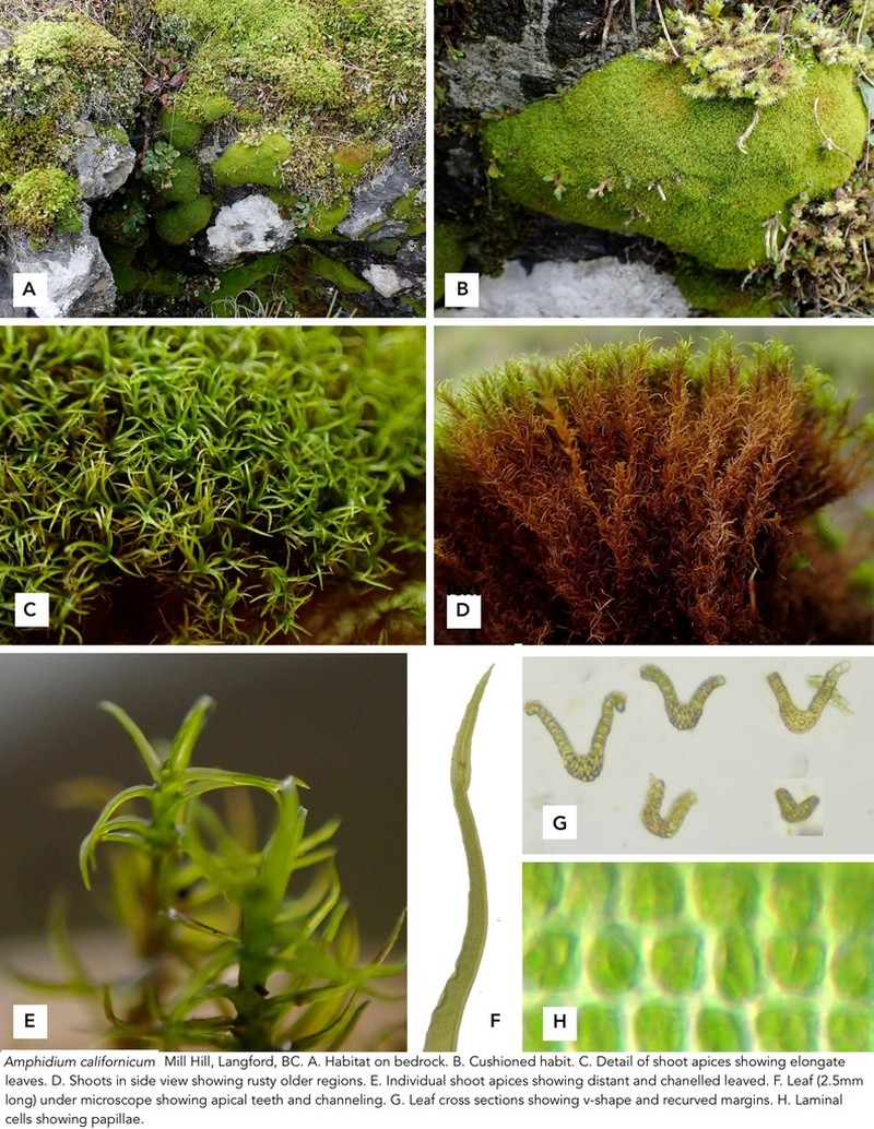 California Amphidium Moss