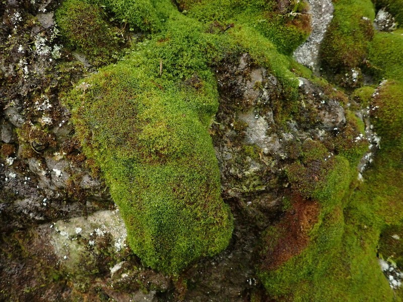 California Amphidium Moss photo 2