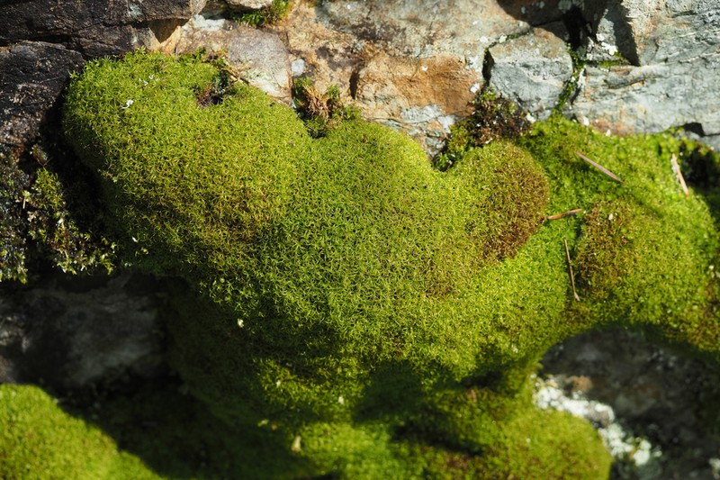 California Amphidium Moss photo 3