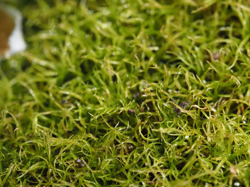 California Amphidium Moss photo 4