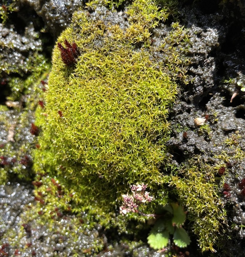 California Amphidium Moss photo 5