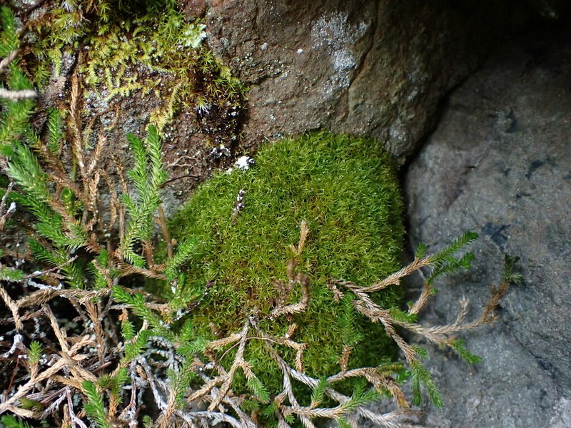 California Amphidium Moss photo 6