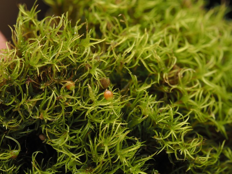 California Amphidium Moss photo 7