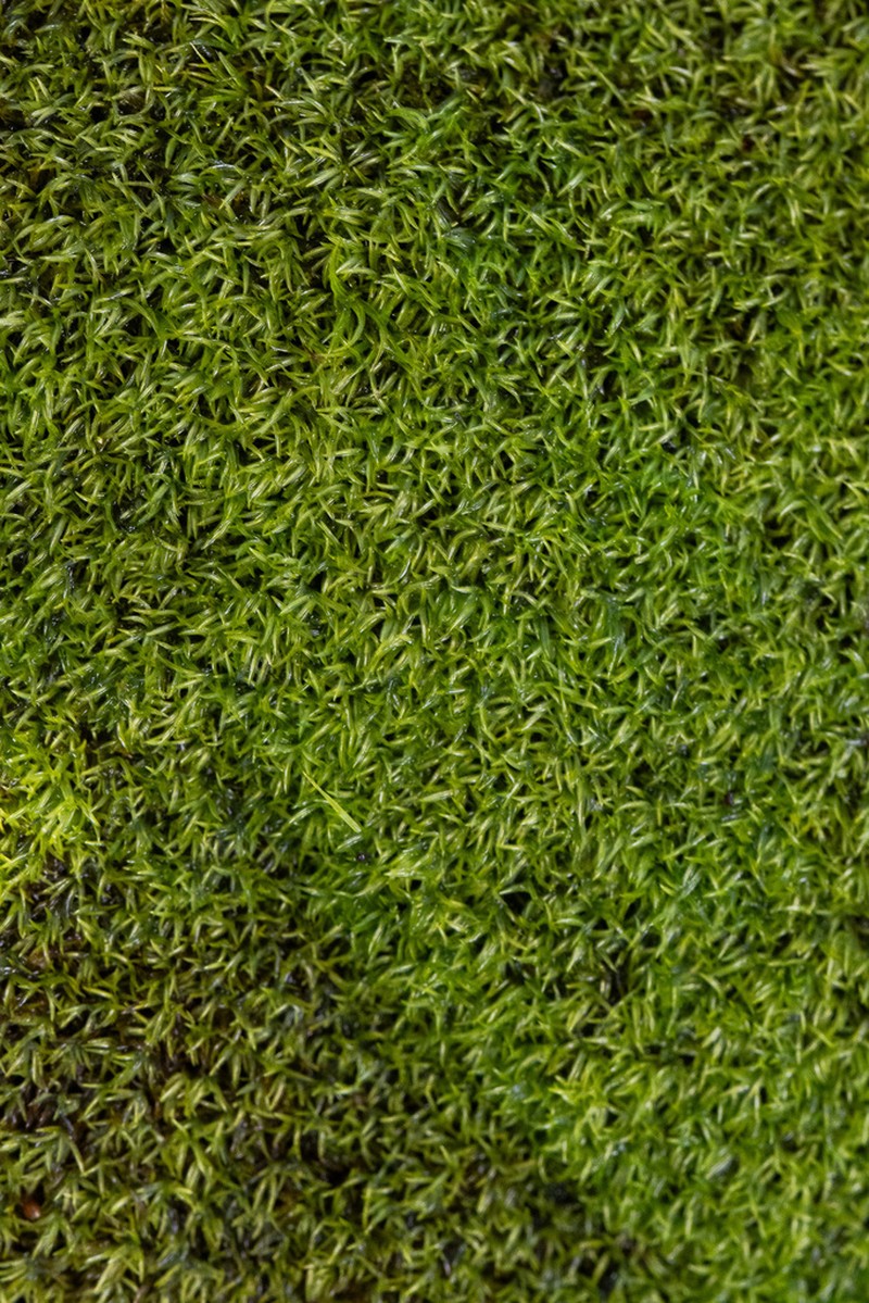 California Amphidium Moss photo 8