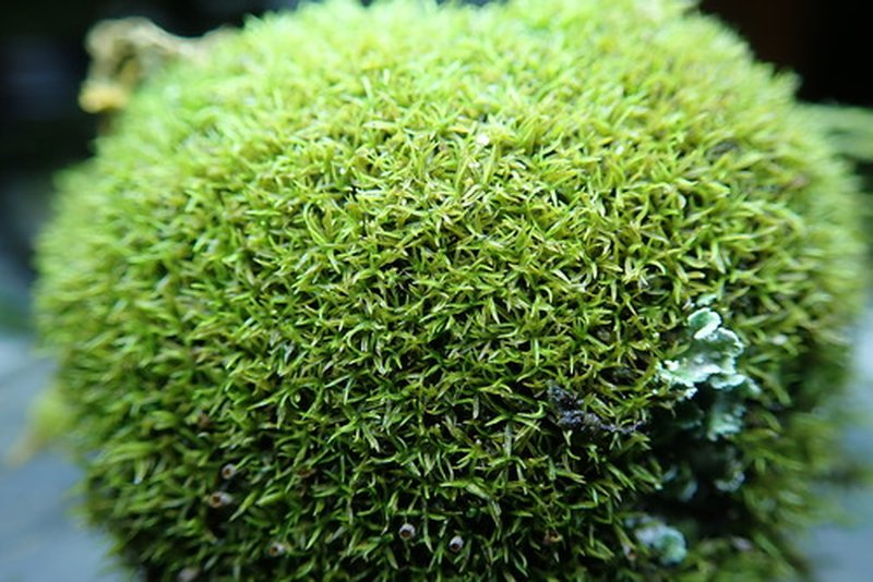 Lapland Amphidium Moss