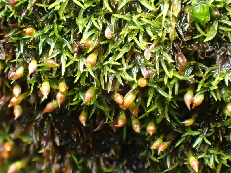 Lapland Amphidium Moss