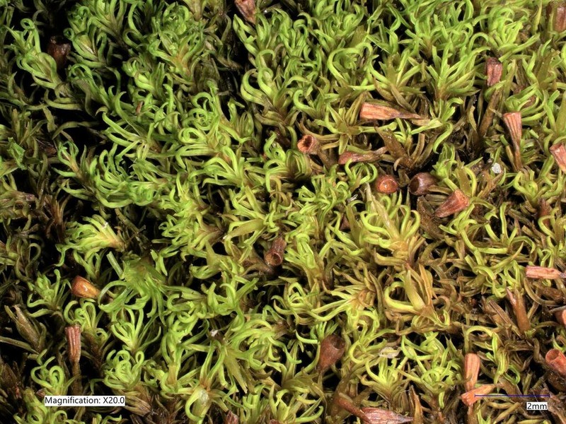 Lapland Amphidium Moss photo 2