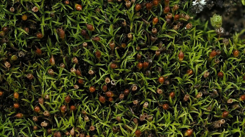 Lapland Amphidium Moss photo 3