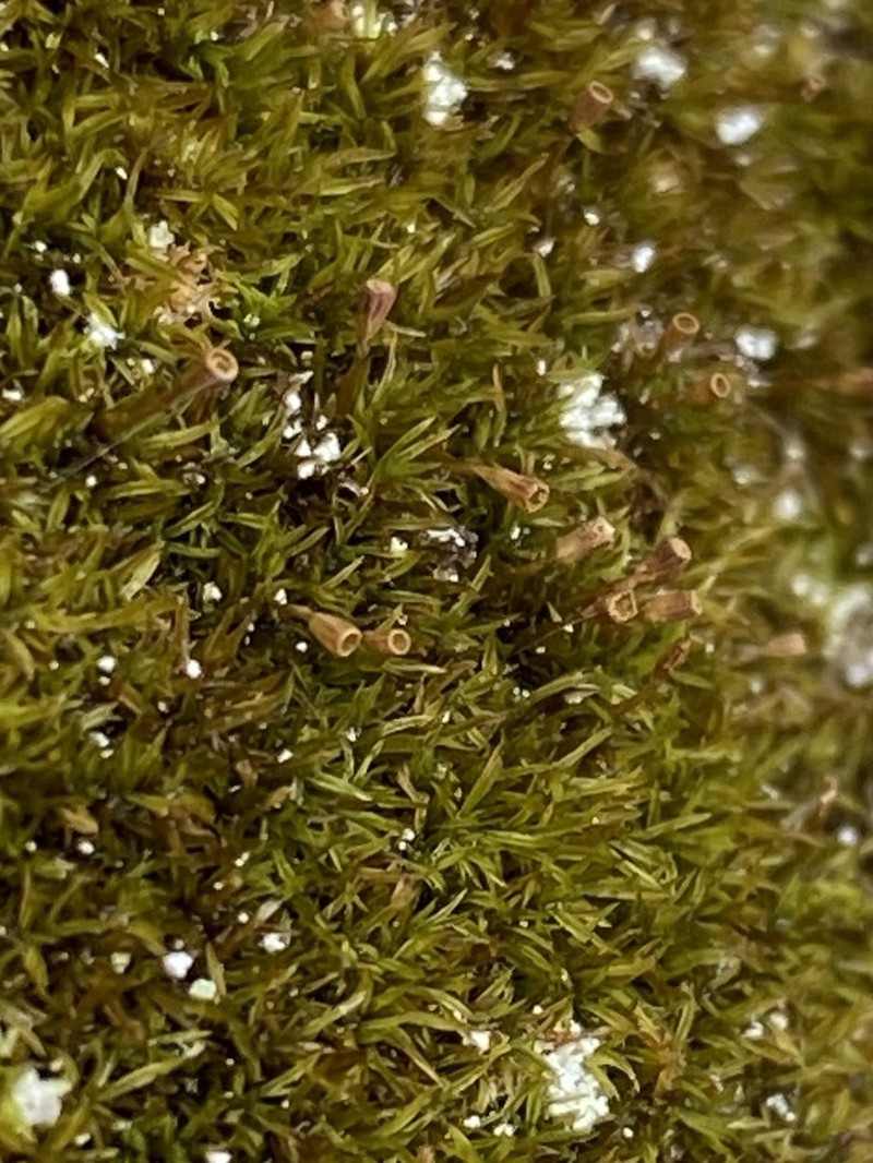 Lapland Amphidium Moss photo 4