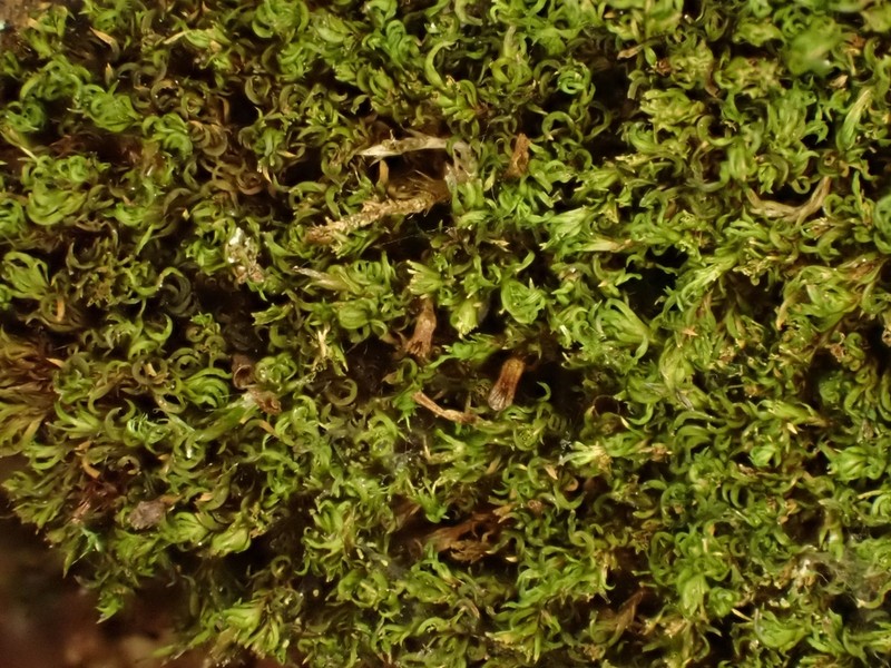 Lapland Amphidium Moss photo 5